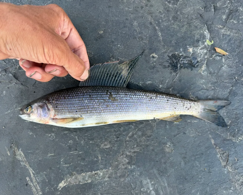 Grayling — Blackstone River, Jul 21, 2026