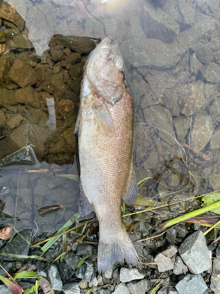 Smallmouth bass — Lake Banook, Jun 30, 2026