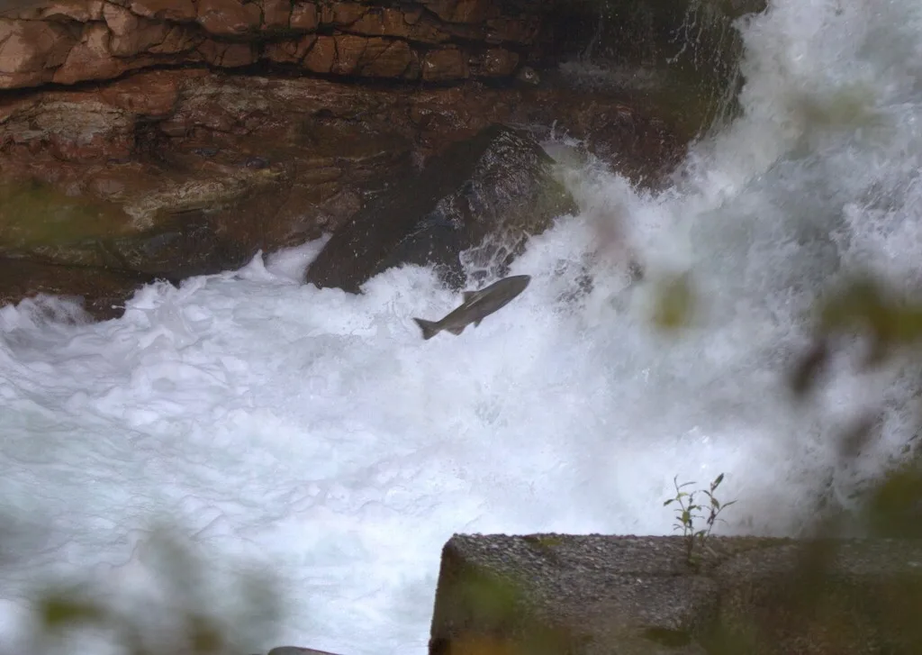 Coho salmon — Stamp River, Sep 26, 2026