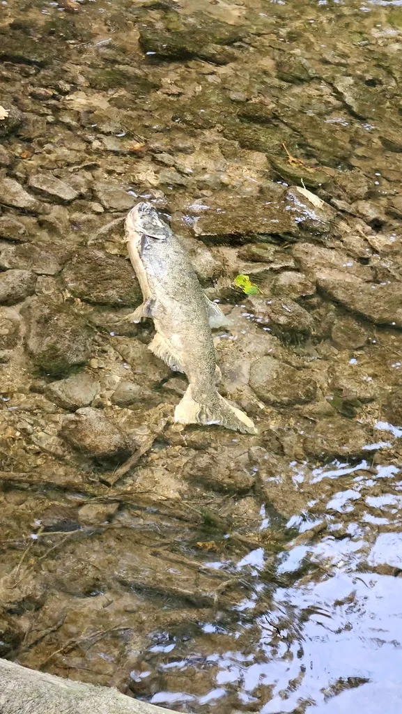 Chinook salmon — Nottawasaga River, Sep 20, 2026
