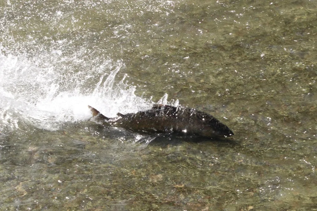 Chinook salmon — Ganaraska River, Sep 27, 2026