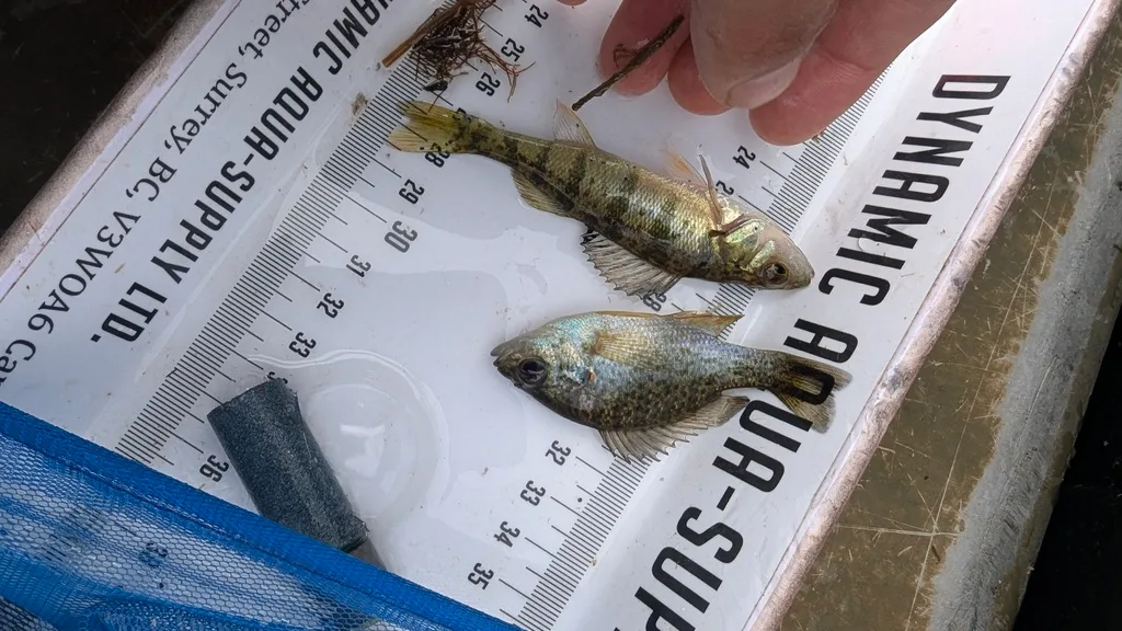 Yellow perch — Scugog River, Sep 28, 2026