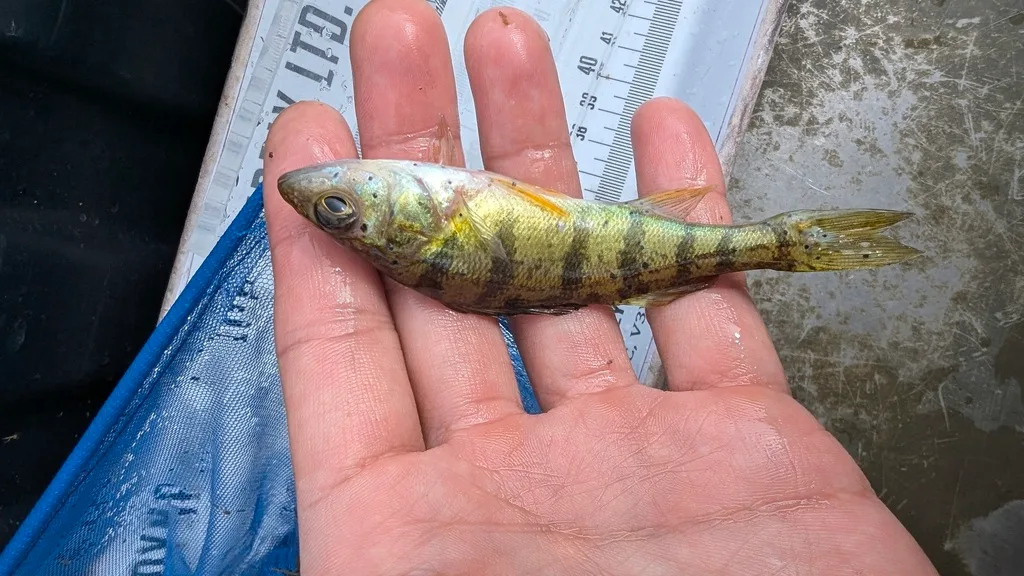 Yellow perch — Scugog River, Sep 28, 2026