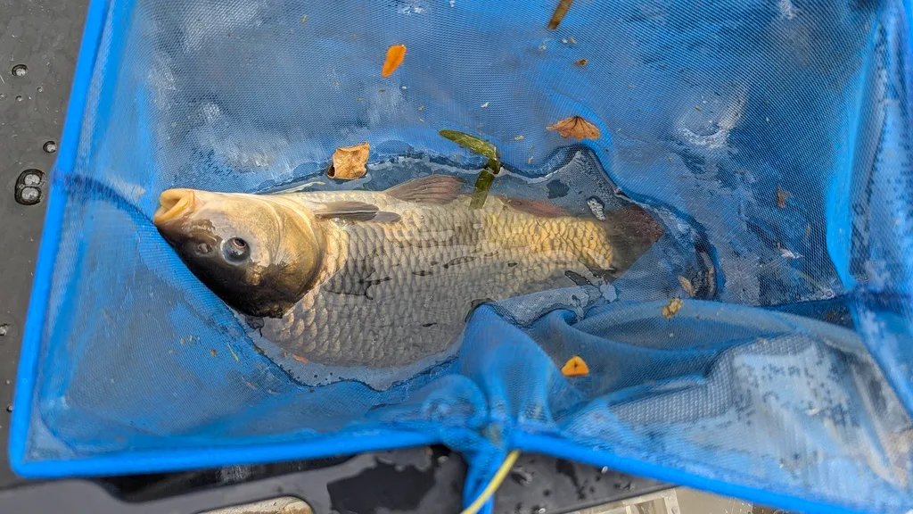 Carp — Scugog River, Sep 28, 2026