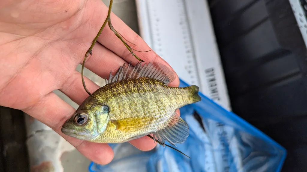 Bluegill — Scugog River, Sep 28, 2026
