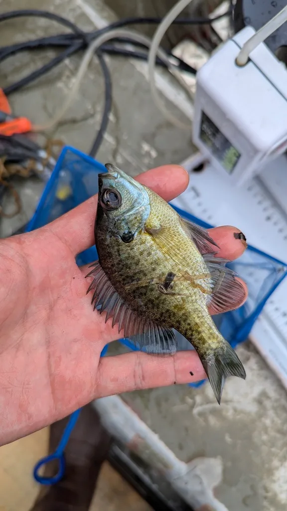 Bluegill — Scugog River, Sep 28, 2026