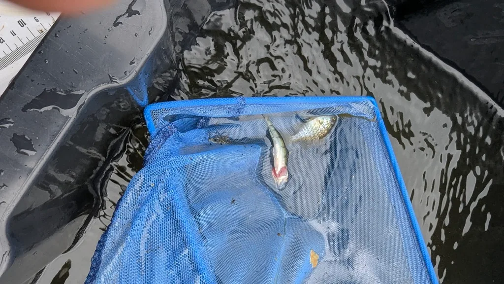 Yellow perch — Scugog River, Sep 28, 2026