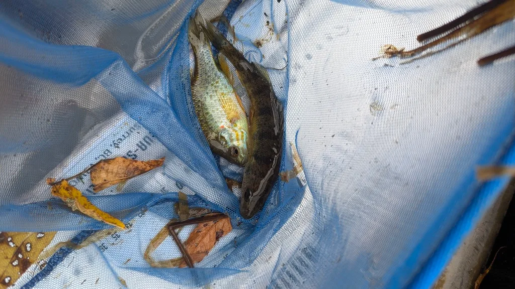 Yellow perch — Scugog River, Sep 28, 2026