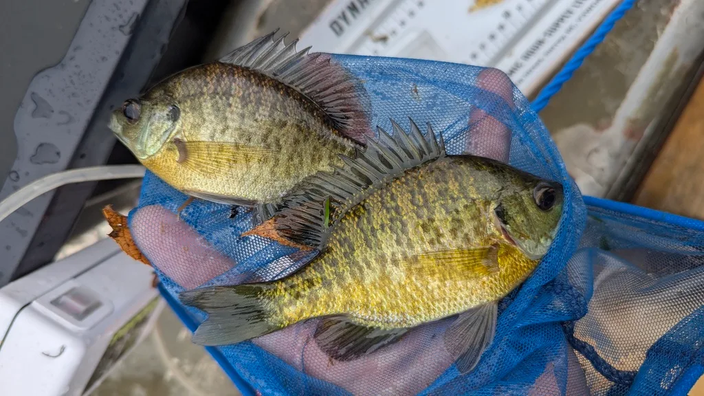 Bluegill, Largemouth bass — Scugog River, Sep 28, 2026