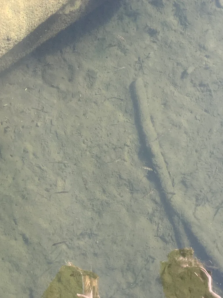 Yellow perch — George Lake, Sep 28, 2026