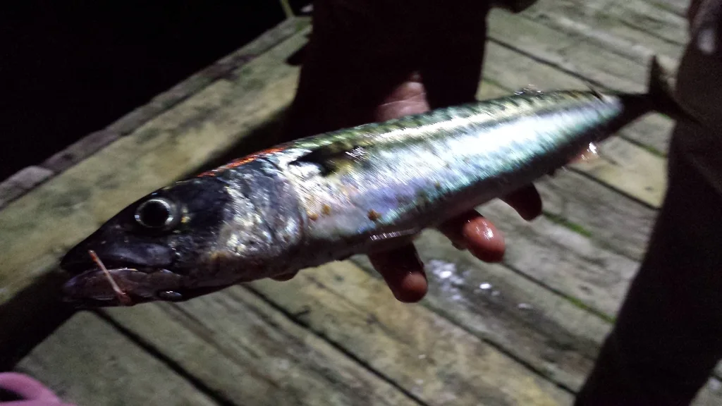 Atlantic mackerel — North Bay Ingonish, Sep 3, 2016