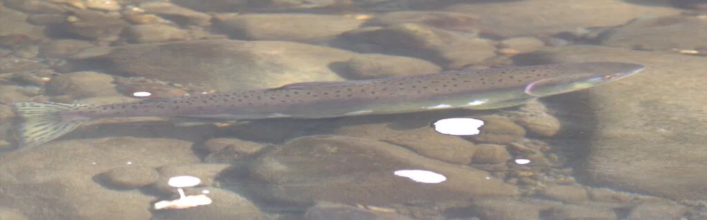 Pink salmon — Quinsam River, Sep 29, 2026