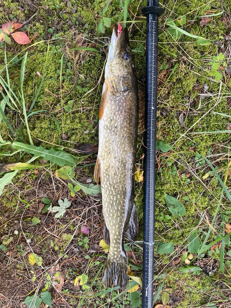 Pike — Kinosao Lake, Sep 30, 2026