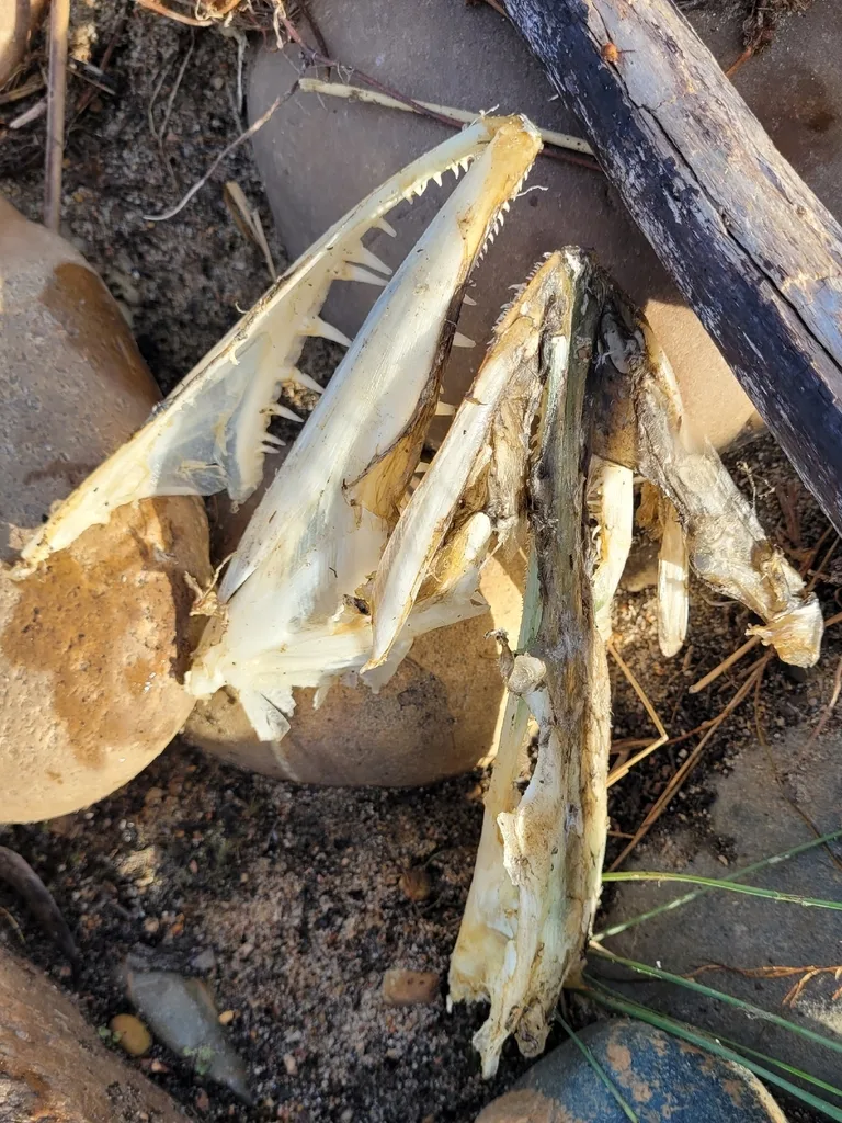 Pike — Lesser Slave Lake, Oct 3, 2026