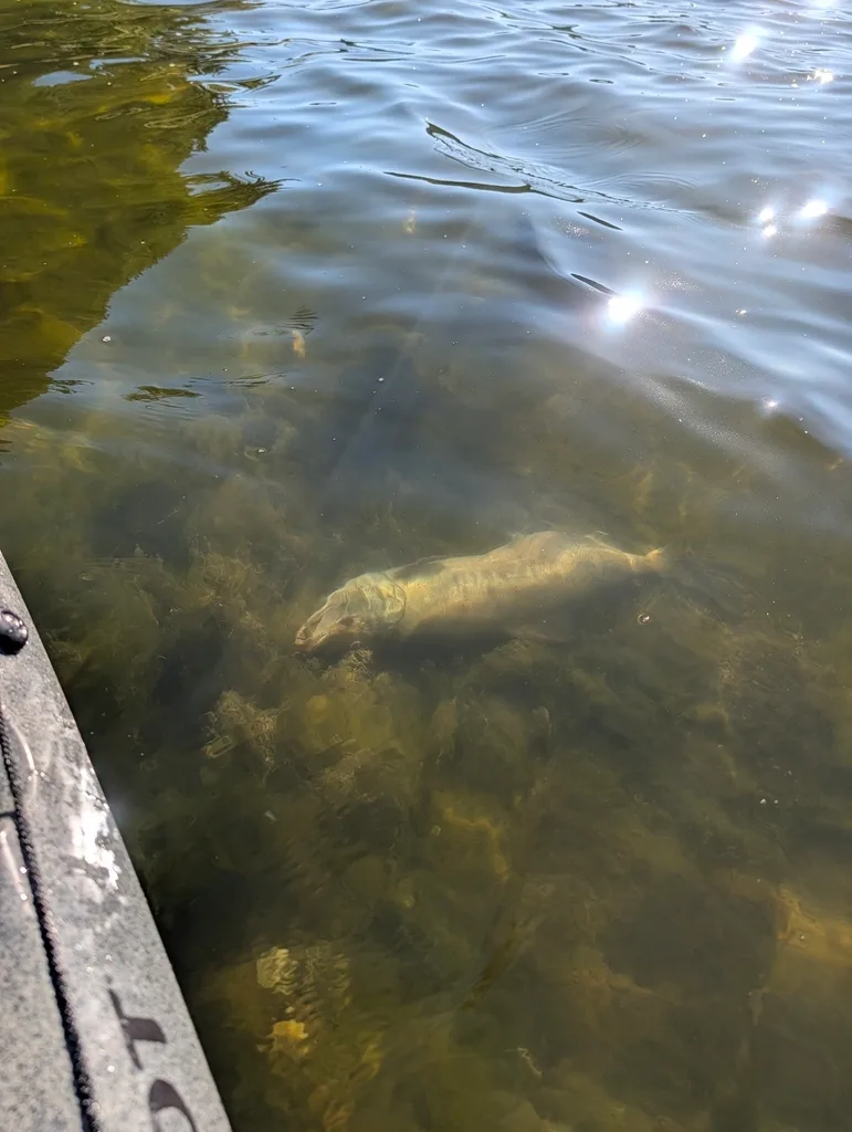 Chum salmon — Ucluelet Inlet, Oct 3, 2026