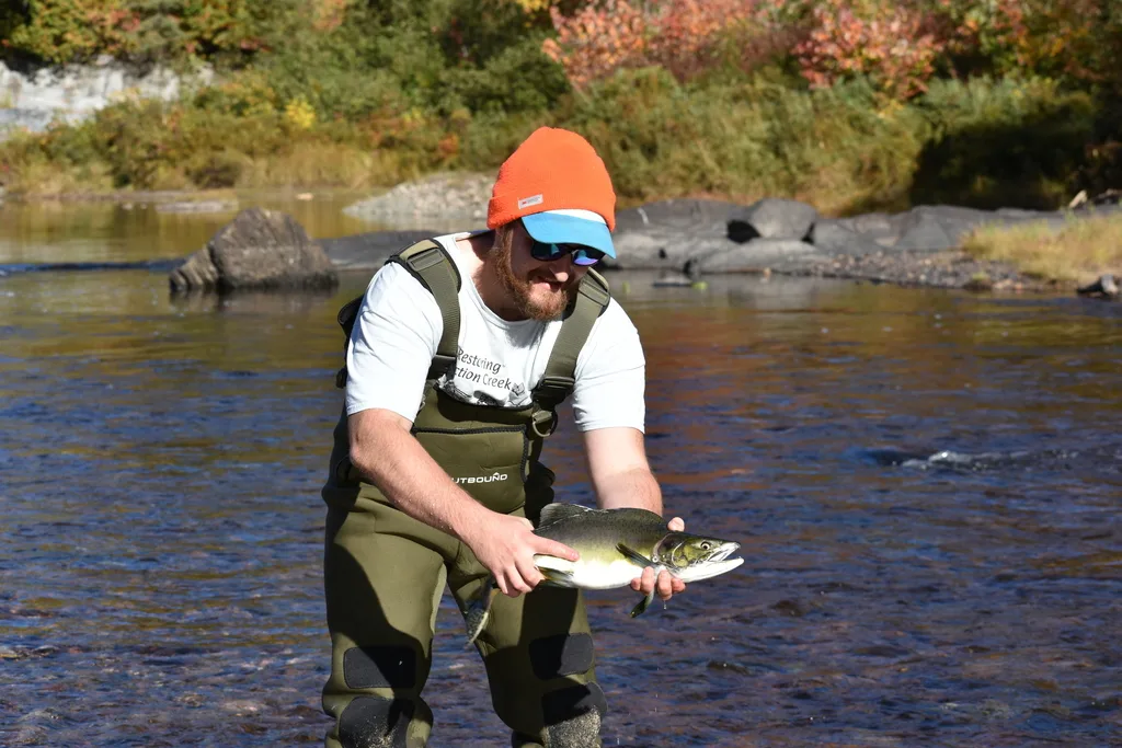 Pink salmon — River aux Sables, Oct 3, 2026