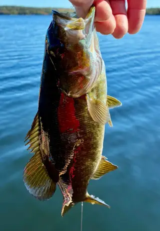 Smallmouth bass — Fancy Lake, Oct 3, 2026