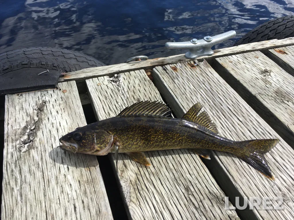 Walleye — Abram Lake, Jun 07, 2016, 3:53 PM