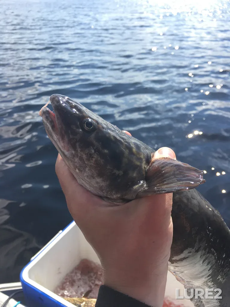 Burbot — Abram Lake, Jun 10, 2016, 4:35 PM