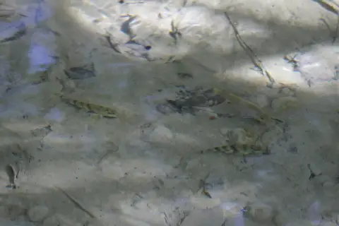 Smallmouth bass — Maitland River, Sep 26, 2026