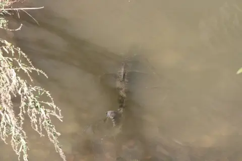 Chinook salmon — Rouge River, Oct 8, 2026