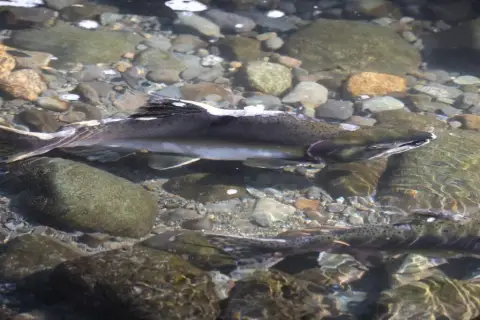 Pink salmon — Quinsam River, Oct 10, 2026