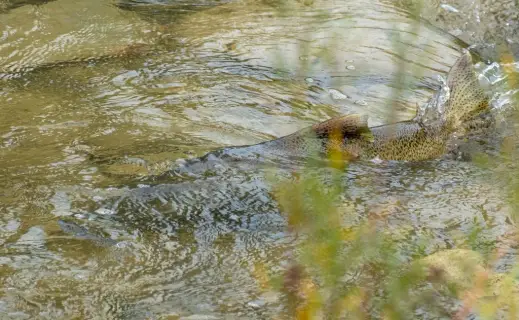 Chinook salmon — Rouge River, Oct 1, 2026