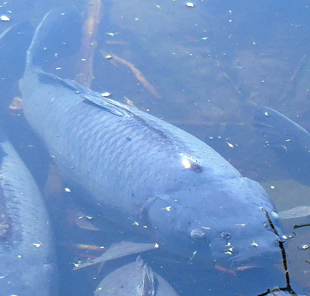 Carp — Mud Lake, Mar 8, 2020