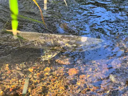 Chum salmon — Vedder River, Oct 11, 2026