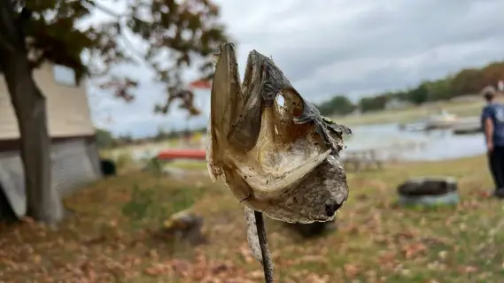 Largemouth bass — Lake Huron, Oct 12, 2026