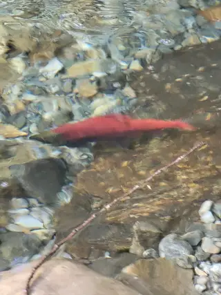 Sockeye salmon — Upper Arrow Lake, Sep 23, 2026