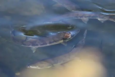 Chum salmon — Comox Harbour, Oct 17, 2026