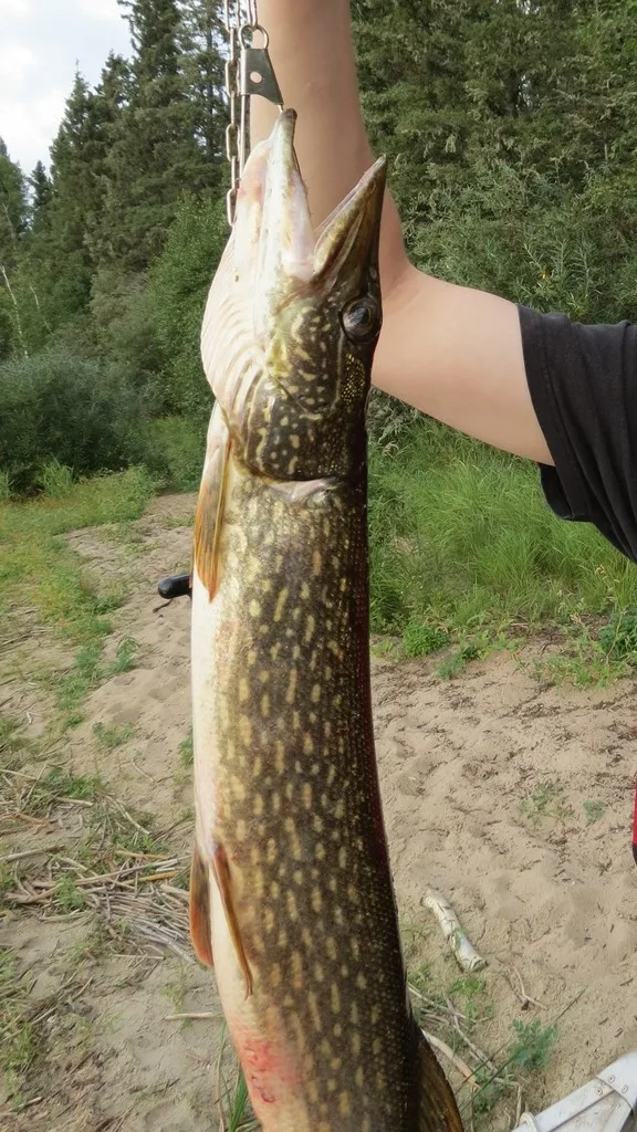 Pike — Lily Lake, Aug 22, 2012