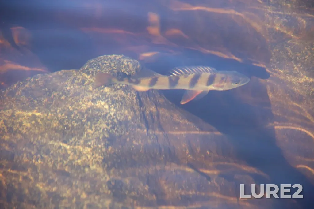 Perch — Neglinka, Mar 31, 2020, 2:31 PM