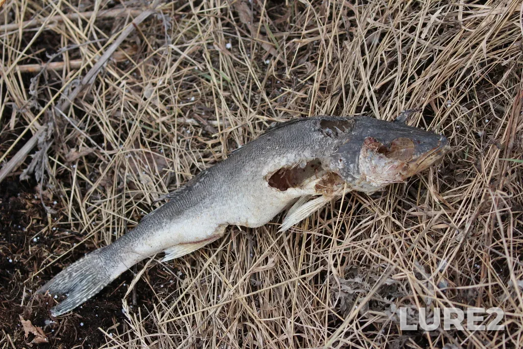 Walleye — Boulevard Lake, Apr 09, 2020, 4:29 PM