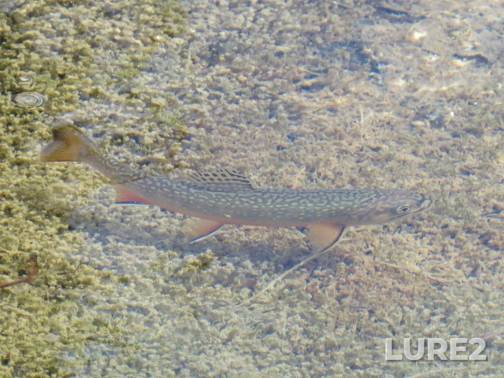 Brook trout — Beaverfoot River, Apr 12, 2020, 2:16 PM