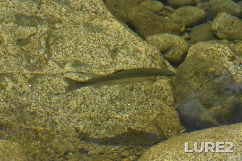 Rainbow trout — First Lake, Jun 16, 2019, 10:54 AM