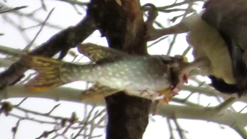 Pike — Lake Belwood, Apr 13, 2020