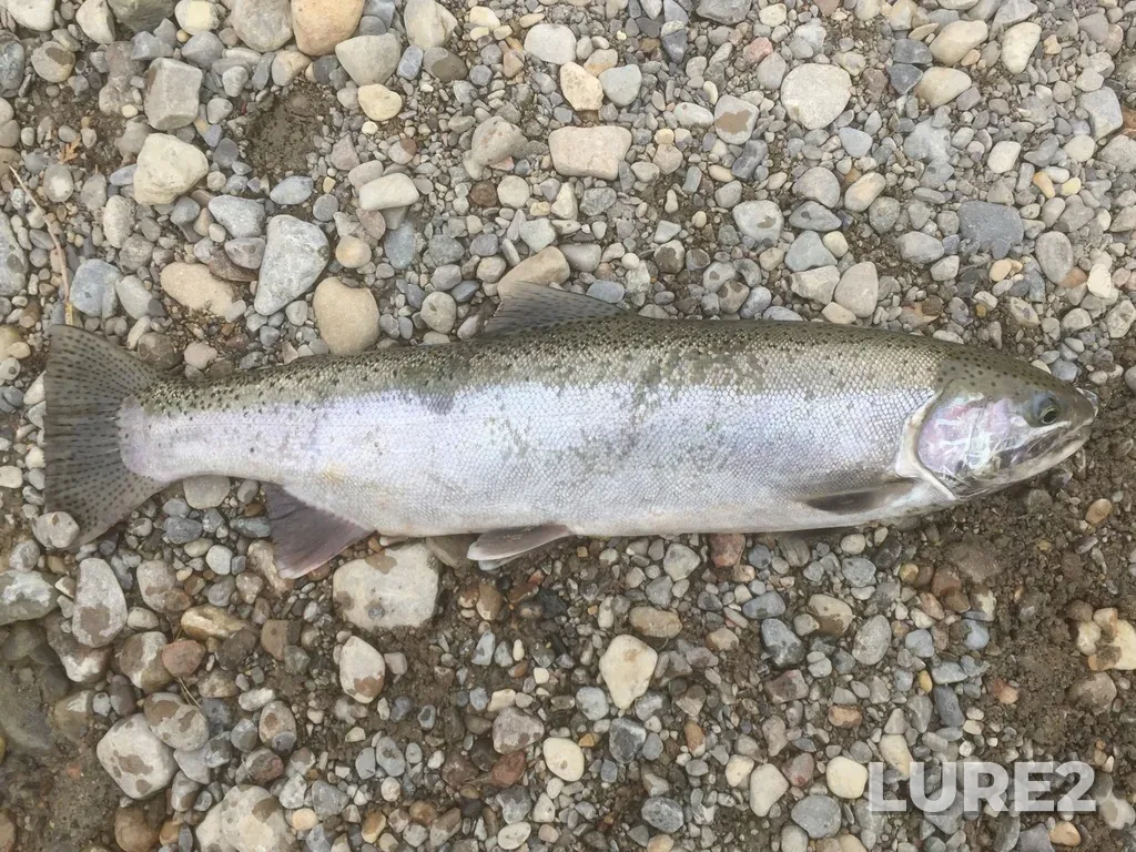 Rainbow trout — Rouge River, Apr 23, 2020, 5:14 PM