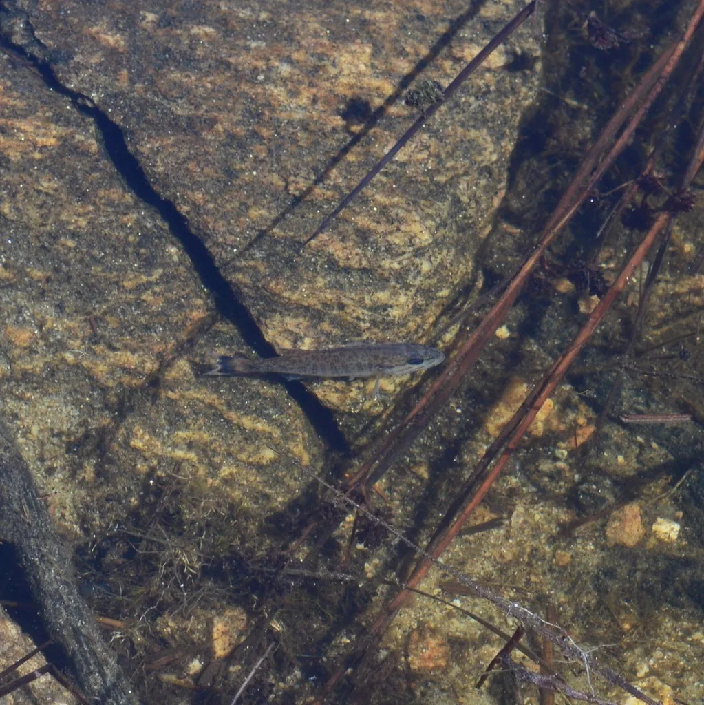 Smallmouth bass — Otter Lake, Apr 25, 2020