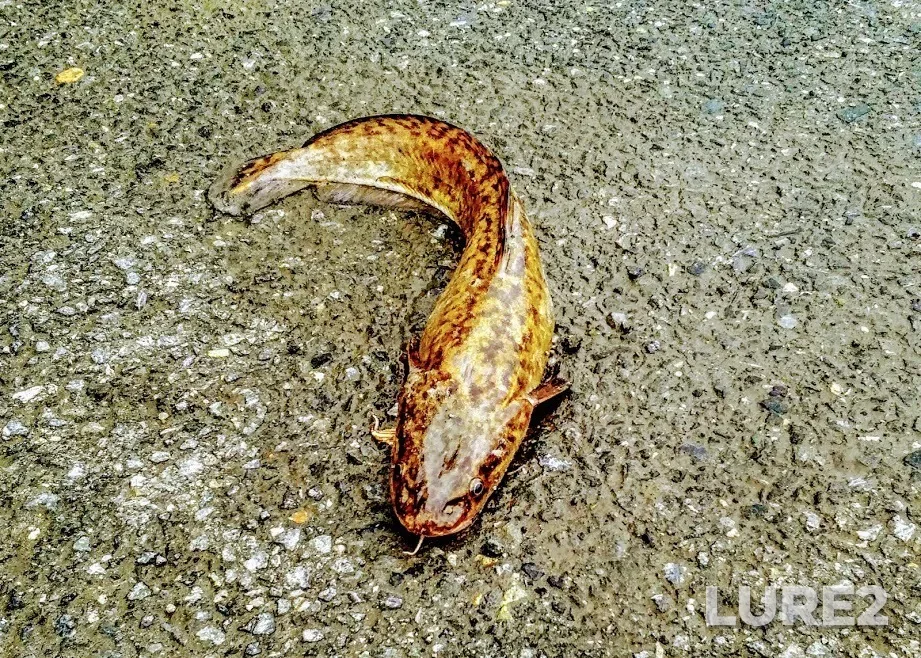 Burbot — protoka Staryy Irtysh, Apr 24, 2020