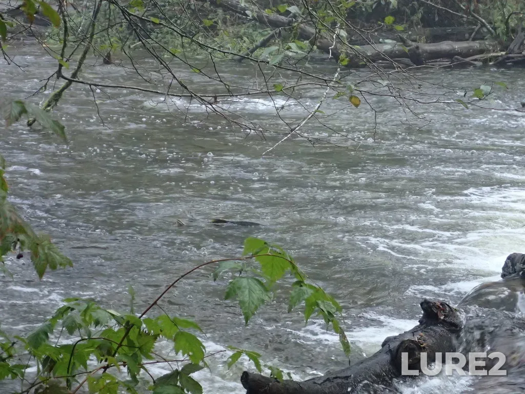 Chum salmon — Finlayson Arm, Nov 03, 2016, 10:11 AM