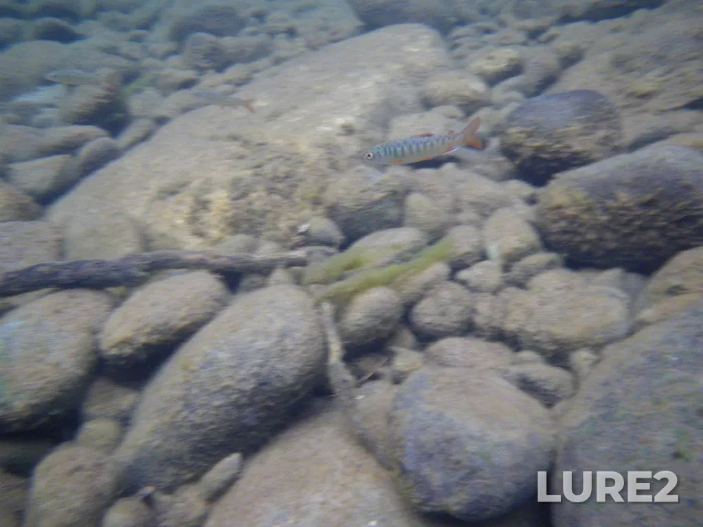 Coho salmon — Discovery Passage, Jul 19, 2014