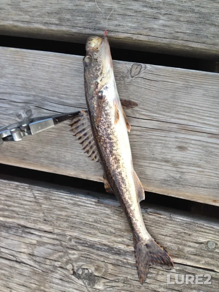 Sauger — Abram Lake, Aug 17, 2014, 8:00 PM