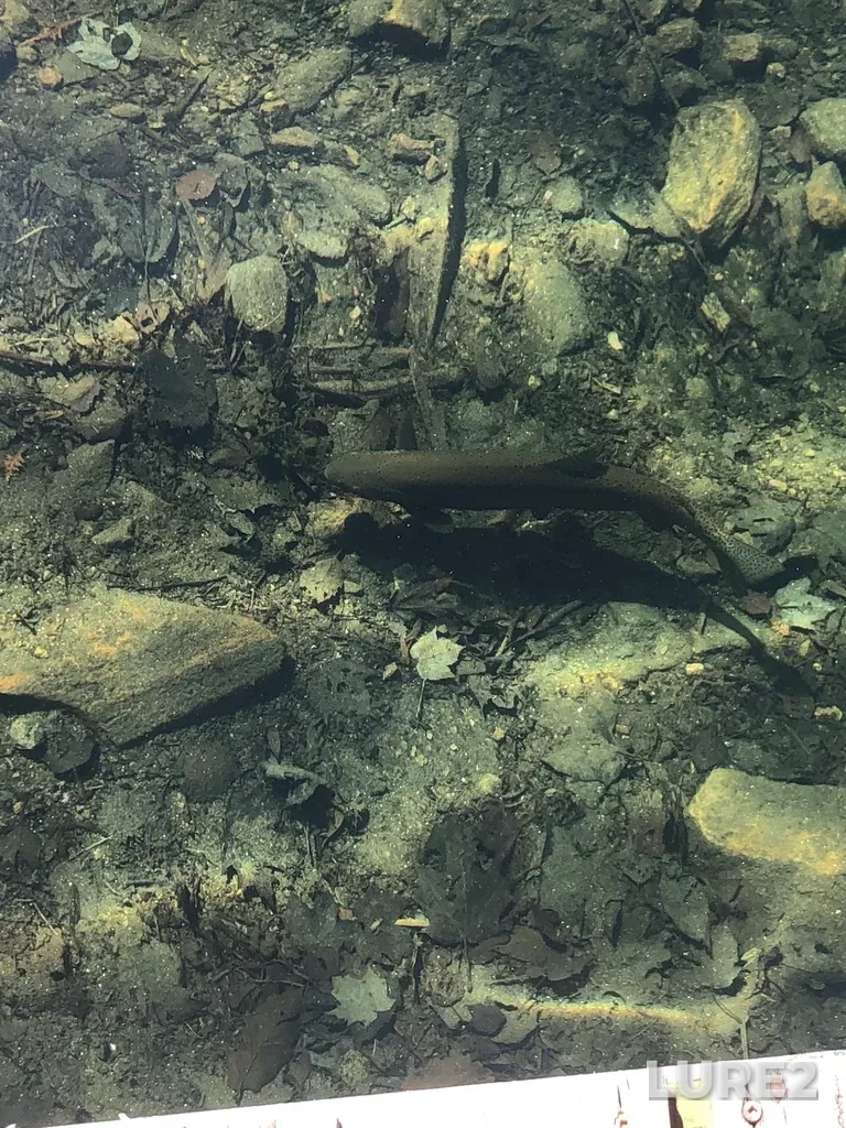Rainbow trout — Little Dudmon Lake, May 22, 2020, 10:49 AM