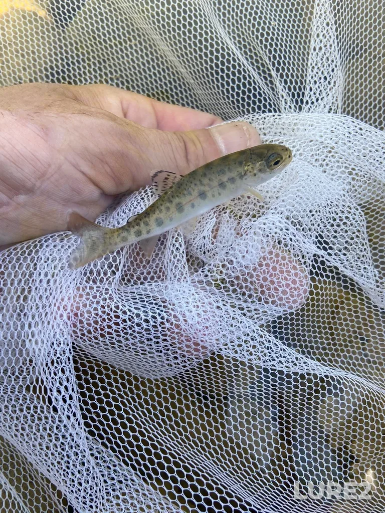 Rainbow trout — Nottawasaga River, May 22, 2020, 12:35 PM