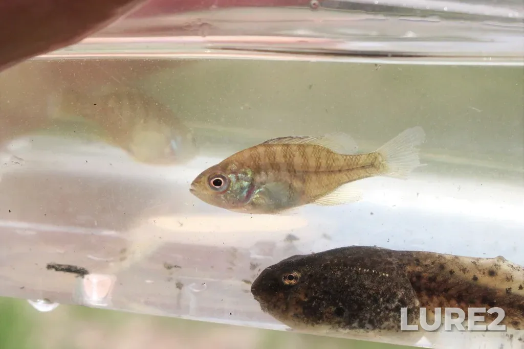 Bluegill — North Thames River, May 22, 2020, 2:26 PM
