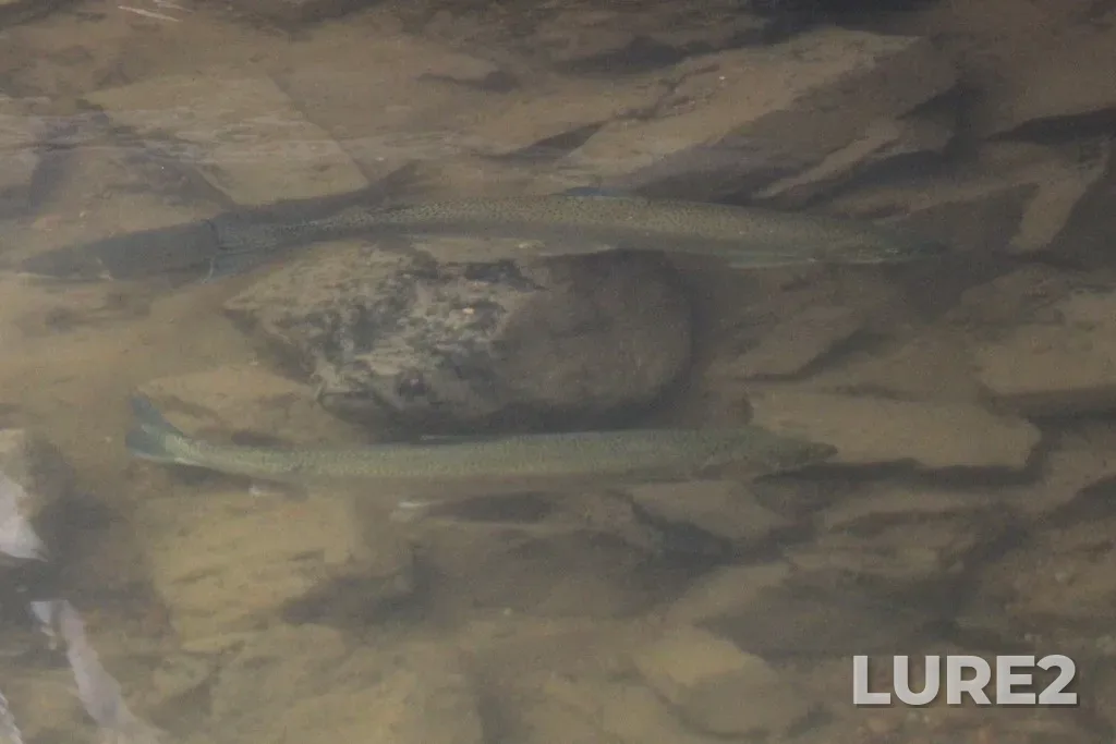 Rainbow trout — Grassy Lake, May 23, 2020, 10:20 AM