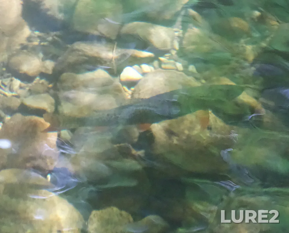 Cutthroat trout — The Lagoon, May 26, 2020, 7:32 PM