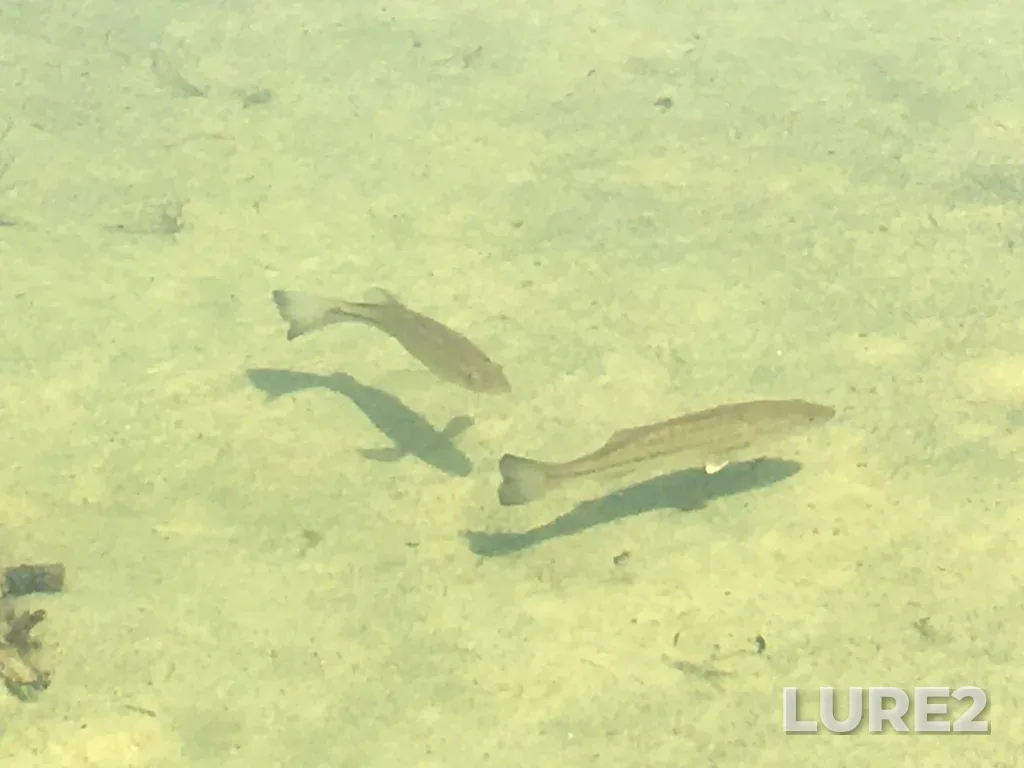 Largemouth bass — Lake Huron, May 25, 2020, 3:15 PM